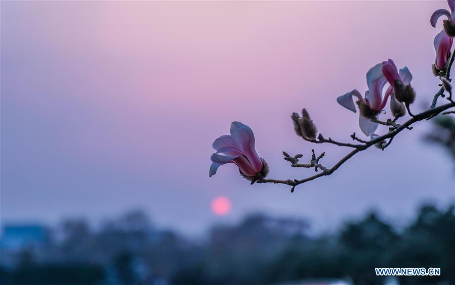 Magnolia blossoms seen in Beijing(1/5)